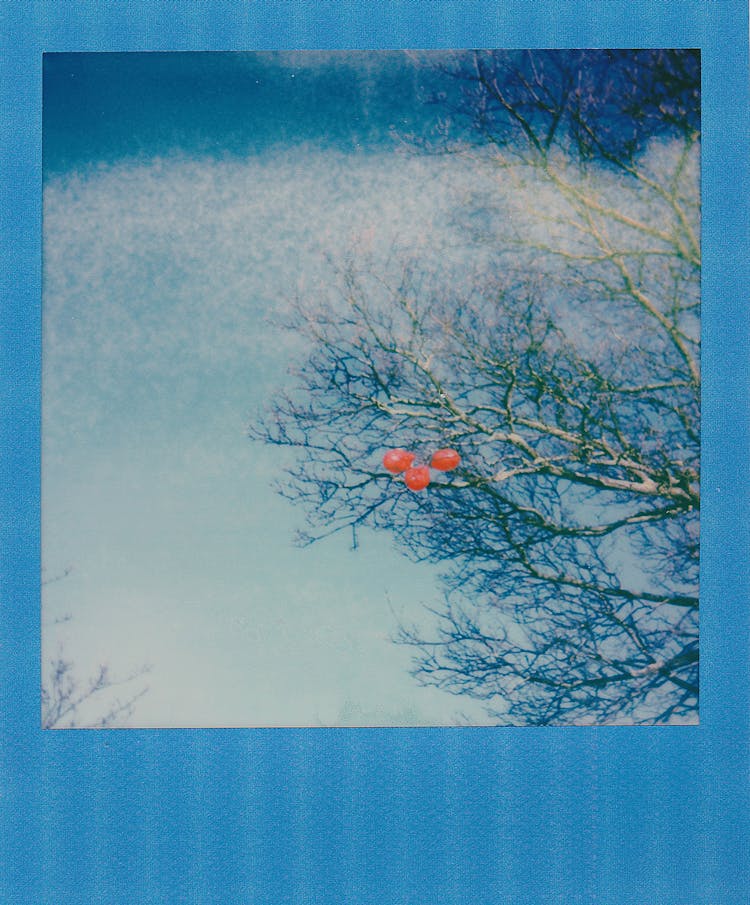 Grey And Orange Bare Tree Photo