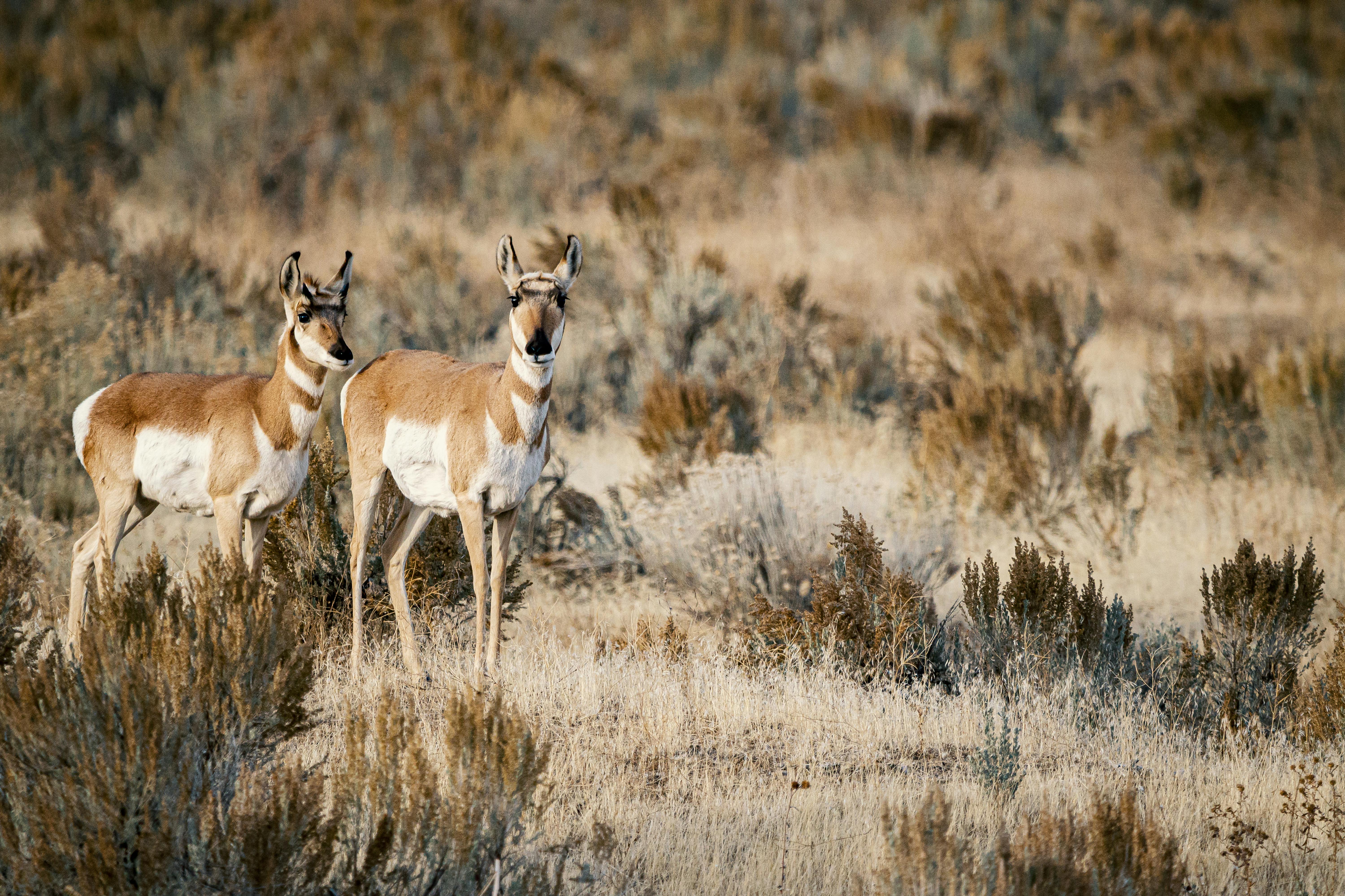 Best Wildlife Tourism Cost 2026: Maximize Your US Dollar