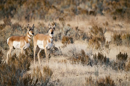 Bruine Herten Op Grasveld