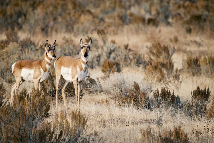 Brown Deer On Grass Field