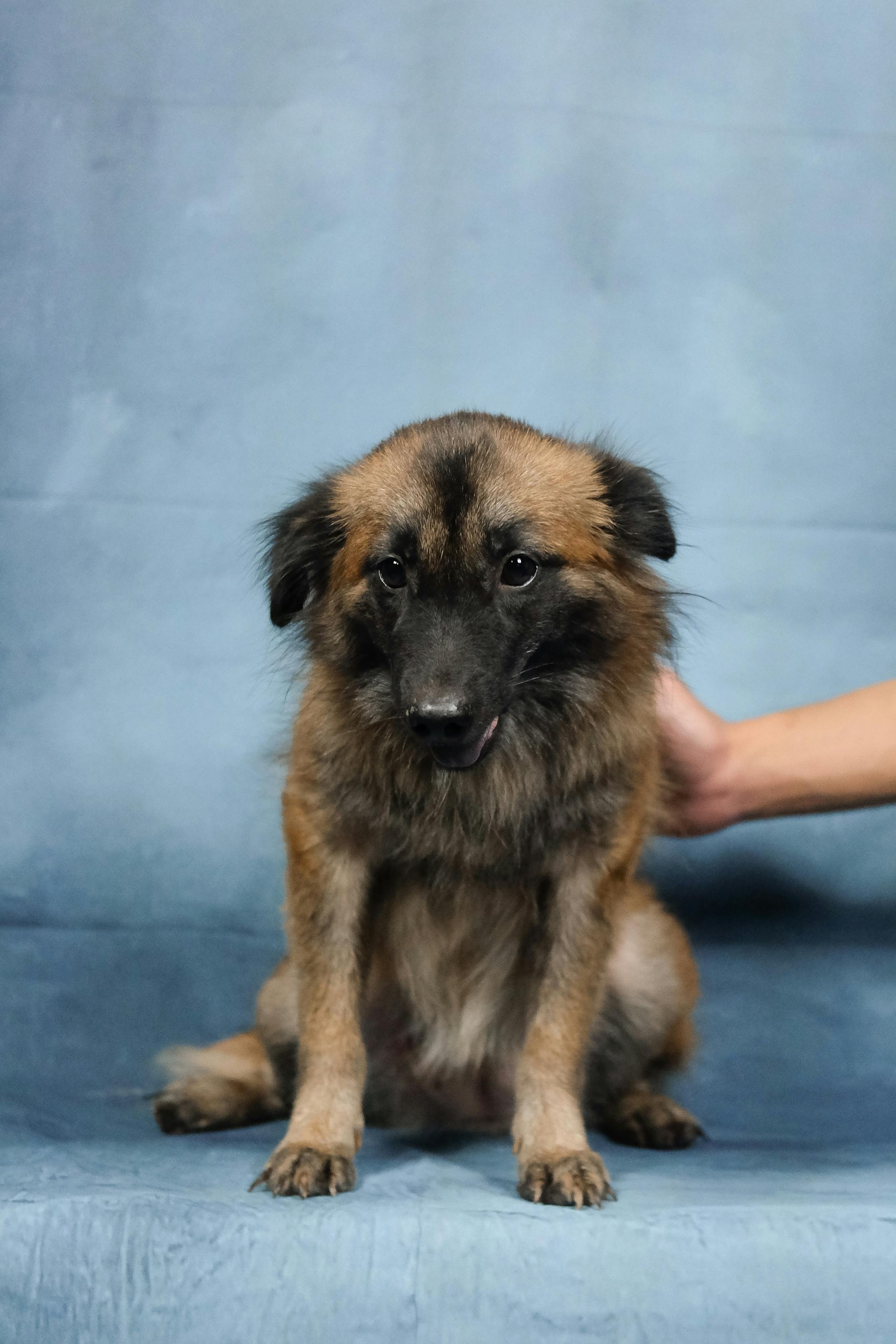 Cute fluffy dog with a shaggy coat posing against a blue background, hand gently supporting.