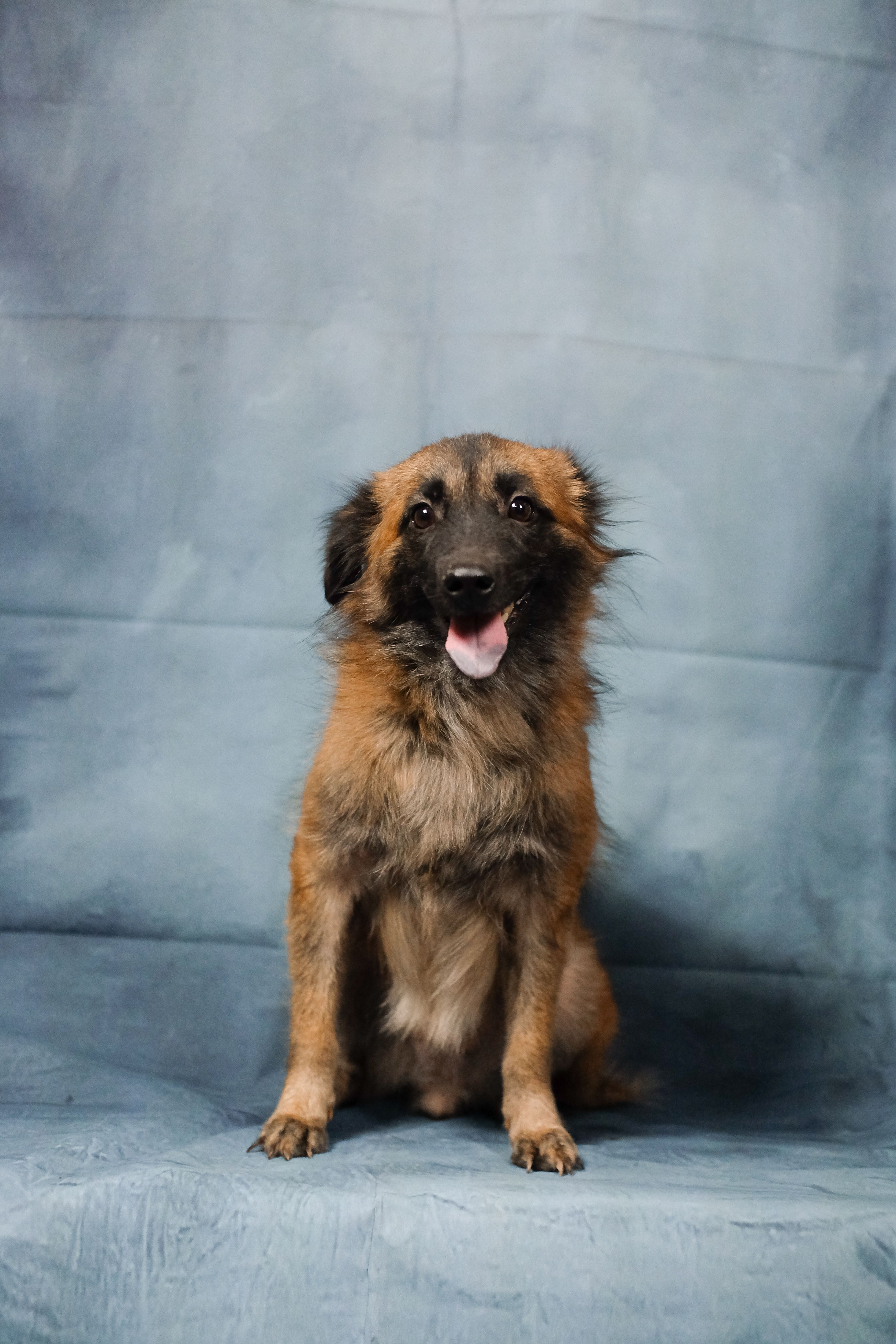Charming sitting Belgian Tervuren puppy with a cute expression, ideal for pet-themed designs.