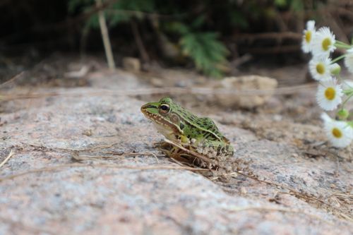 Free A vibrant green frog perched on a rock near white flowers in Gyeongju, South Korea. Stock Photo