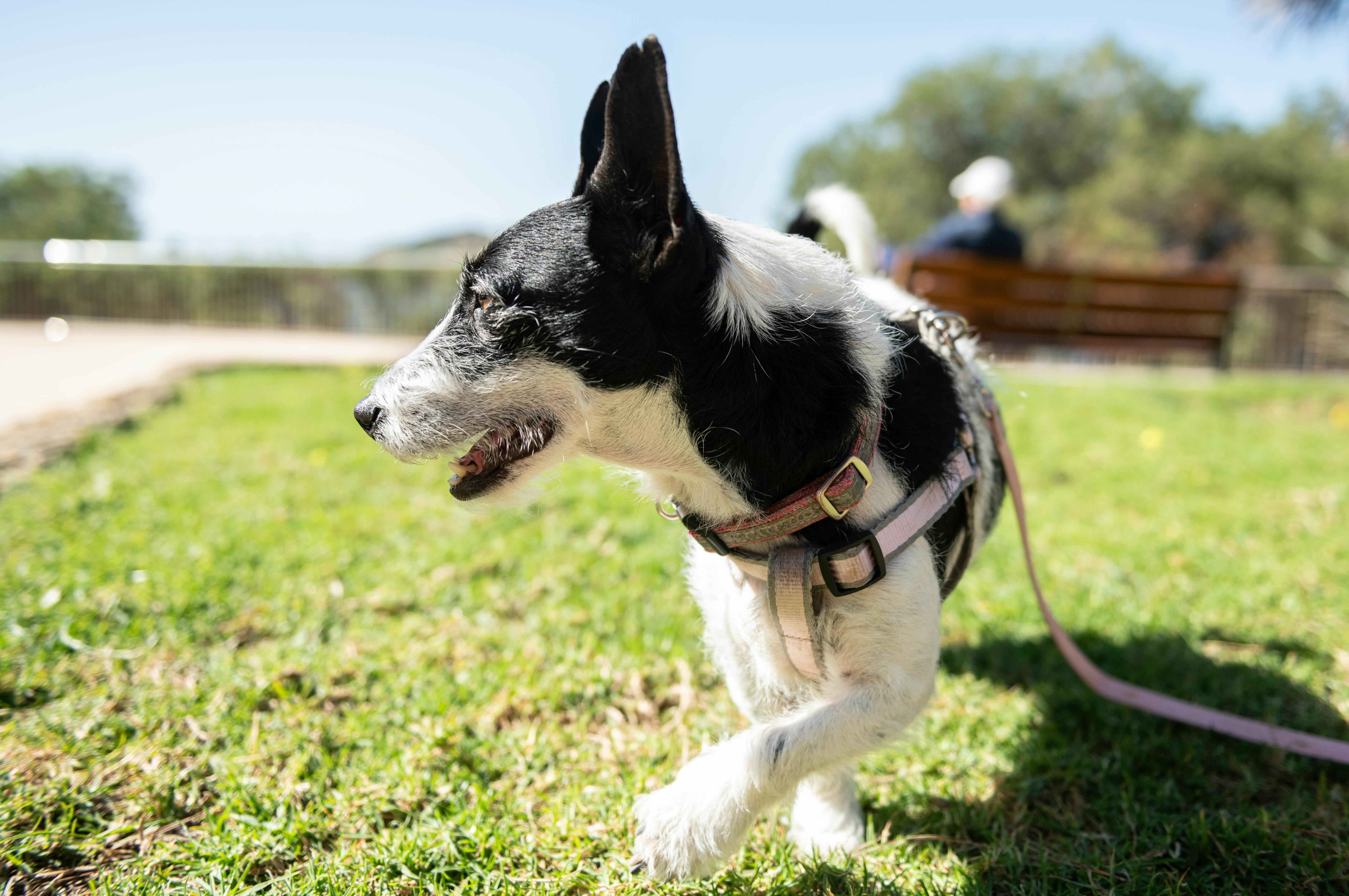 Monterey students start dog grooming operation - Herald — Photo by Miquel Rosselló Calafell on Pexels