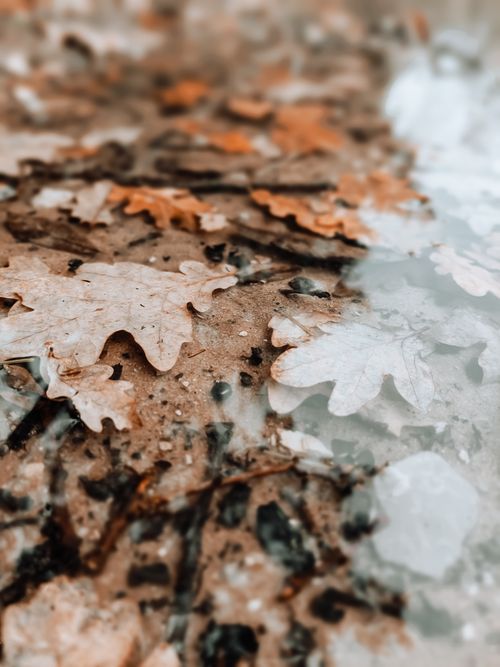 Free Autumn Stock Photo