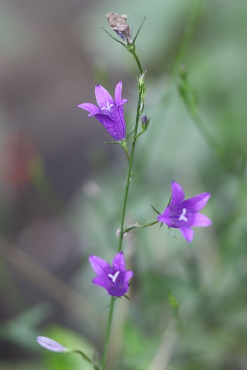 Free Close-up of vibrant purple bellflowers with blurred background, showcasing natural beauty. Stock Photo