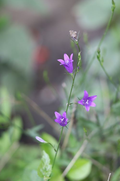 Free Close-up of vibrant purple flowers blooming in a lush garden setting. Stock Photo