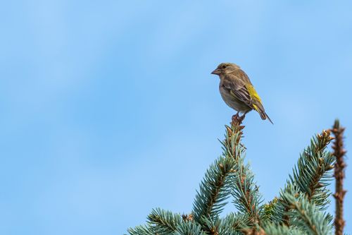 Free A European greenfinch sits atop a pine branch against a clear blue sky. Stock Photo