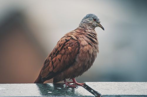 Free A close-up shot of a pigeon with detailed plumage and shallow focus, creating a depth-effect background. Stock Photo
