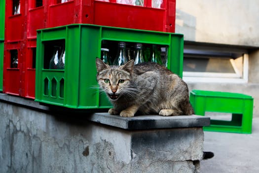 A street cat sits near red and green bottle crates outdoors. Urban scene.