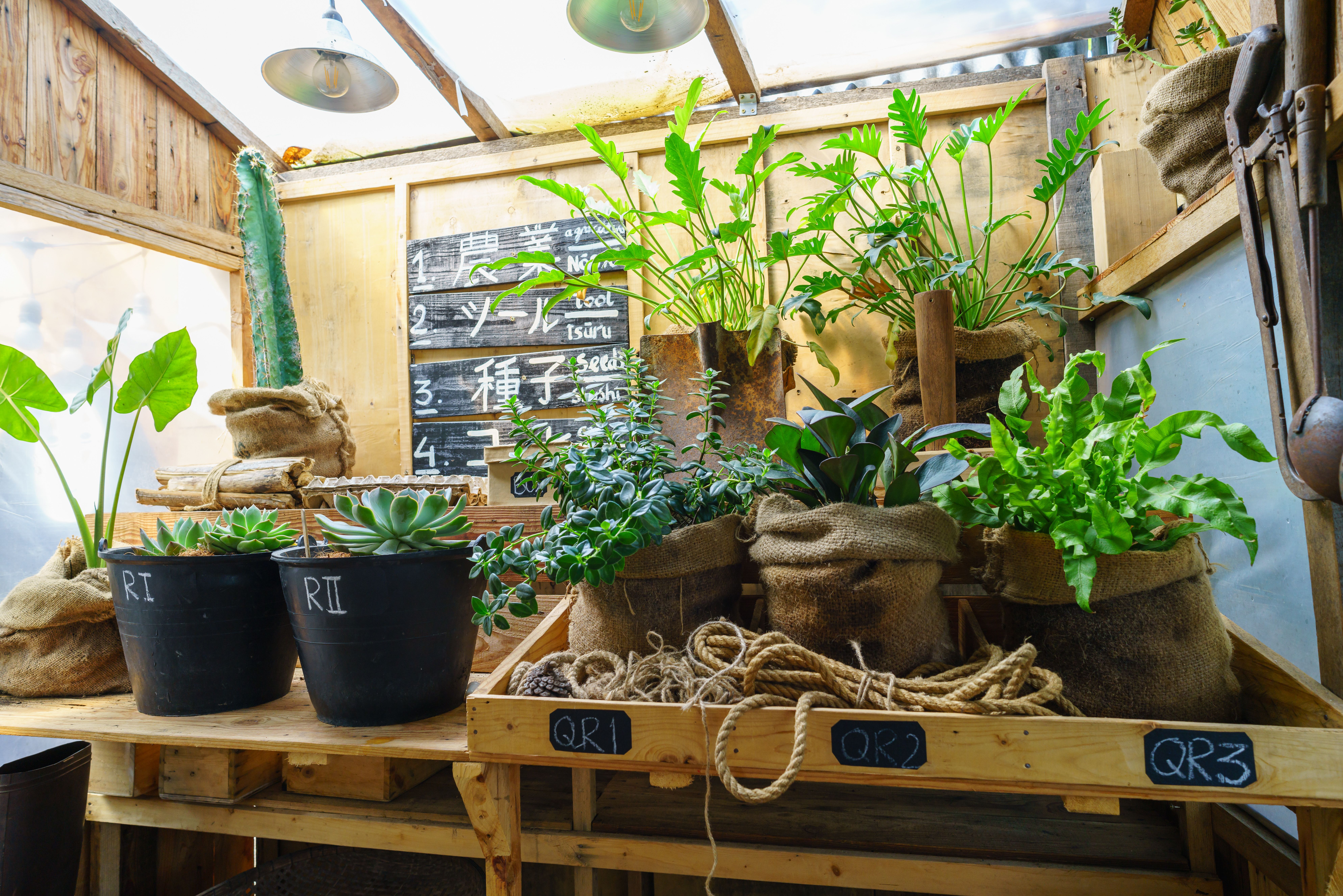 Scène de serre intérieure lumineuse avec diverses plantes en pots et en sacs, mettant en valeur une configuration de verdure luxuriante.