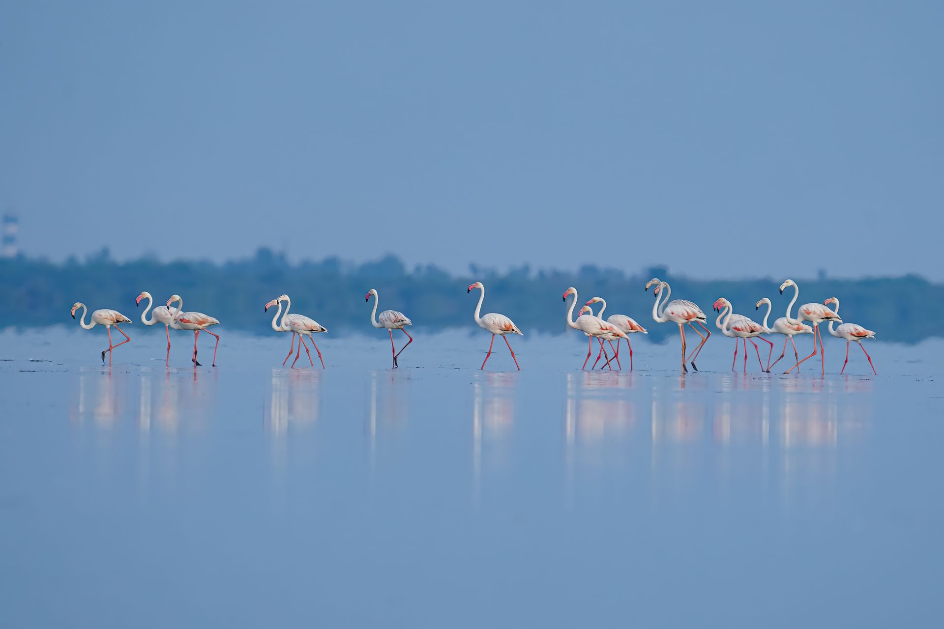A group of flamingos wading in calm, shallow waters with a serene blue backdrop.