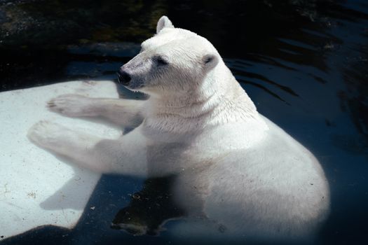 A serene polar bear enjoying a swim, showcasing wildlife in its natural habitat.