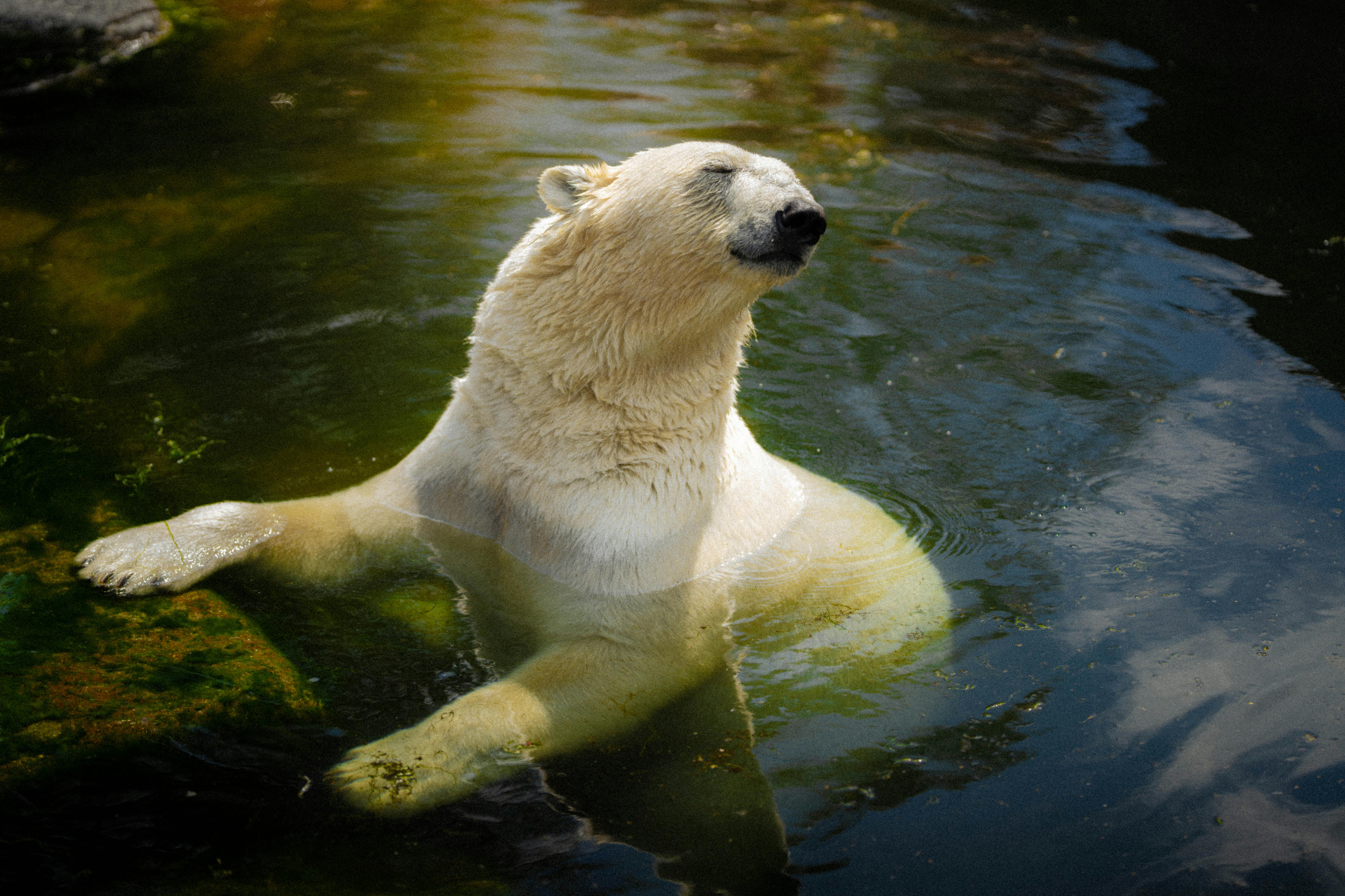 Polar bear enjoying a sunny swim, showcasing wildlife behavior in natural habitat.