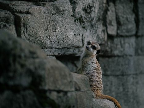 A lone meerkat sits on a rocky stone surface, looking curiously at the camera.