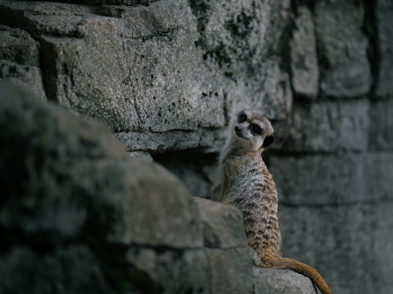 a lone meerkat sits on a rocky stone surface looking curiously at the