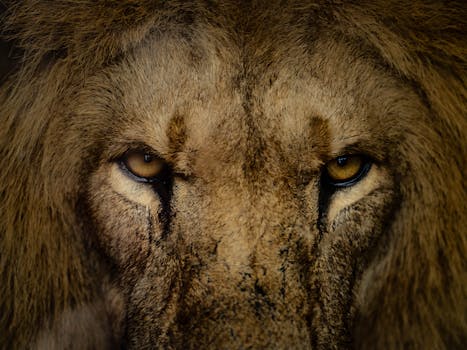 Detailed close-up of a lion's intense gaze, captured in a natural setting with a dramatic and moody tone.