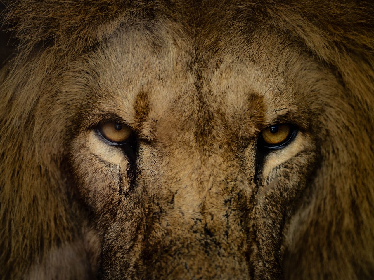 detailed close up of a lion s intense gaze captured in a natural setti