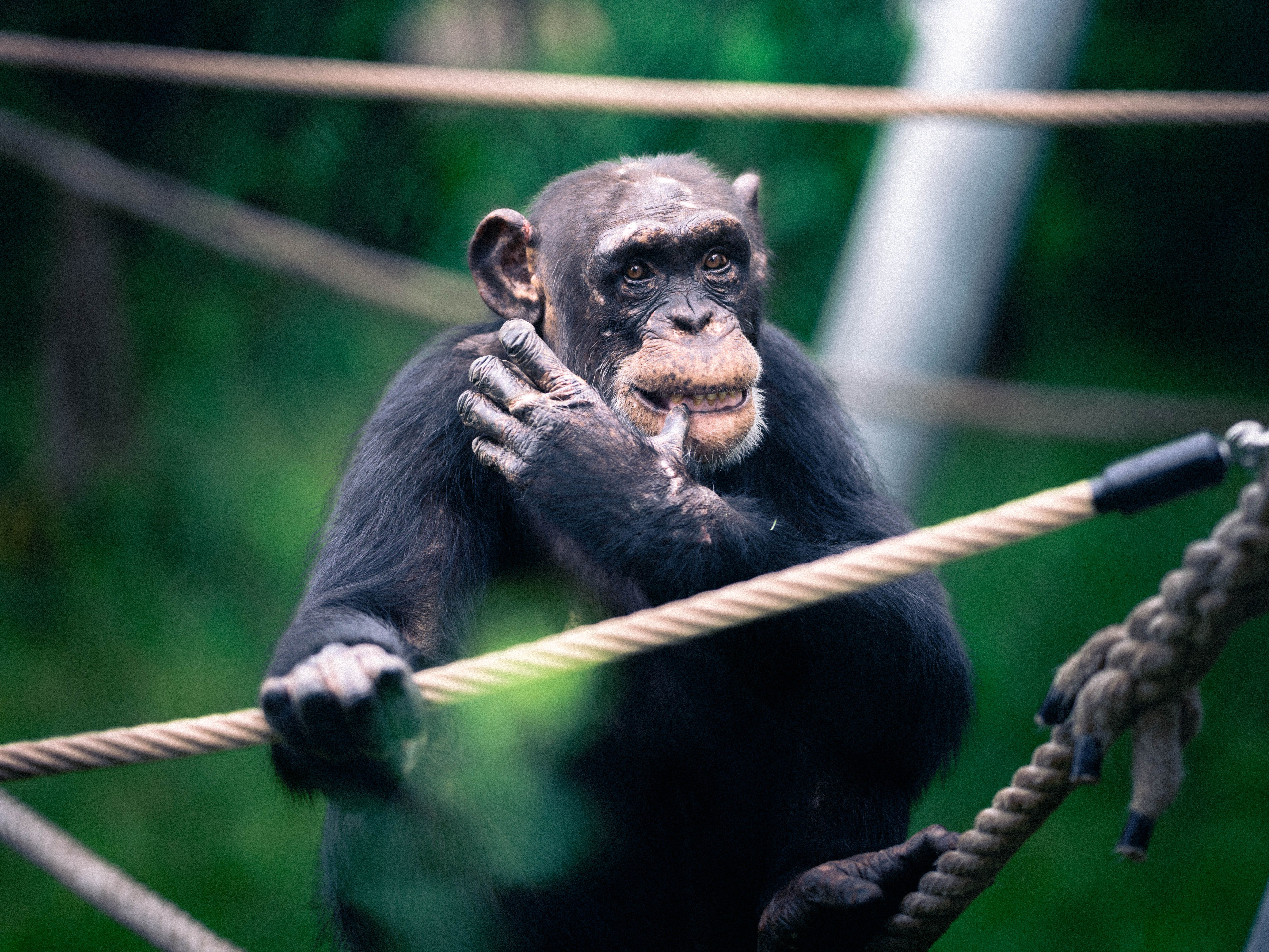Chimpanzee in Natural Habitat on Ropes · Free Stock Photo