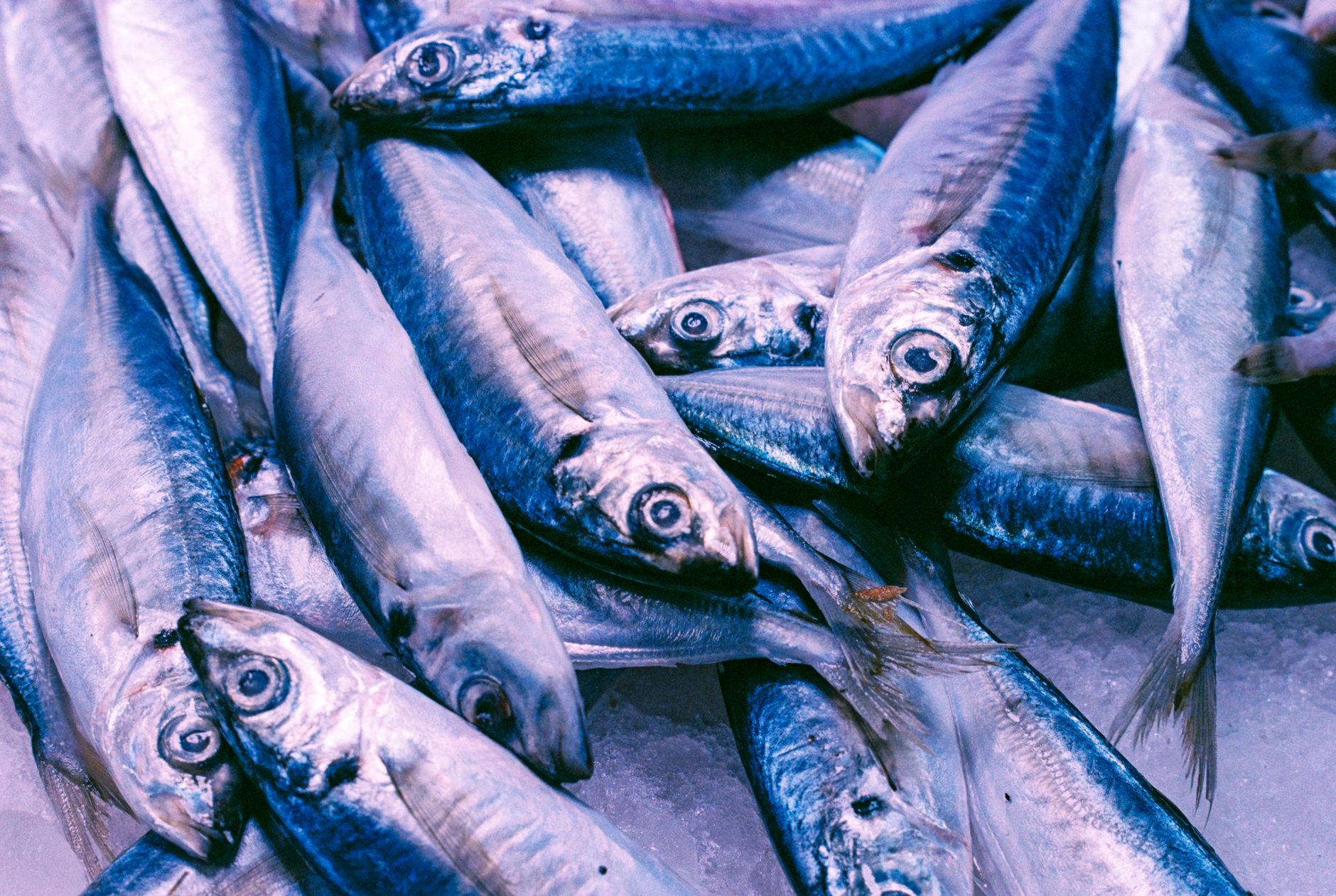 Fresh mackerel on ice, a fish species often cited in guidance on high-EPA and DHA intake.