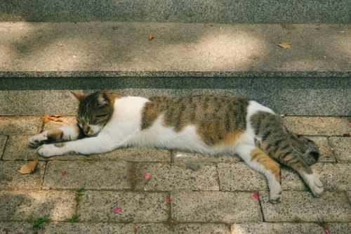 Free A peaceful cat resting on stone steps under dappled sunlight, capturing a tranquil outdoor moment. Stock Photo