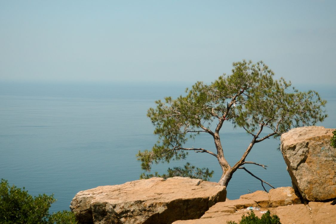 View With Tree Scenic Coastal View with Tree and Rocks · Free Stock Photo
