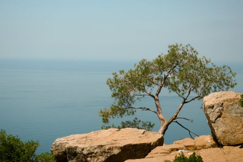 Free A serene coastal landscape featuring a lone tree on rocky cliffs overlooking the calm sea. Stock Photo