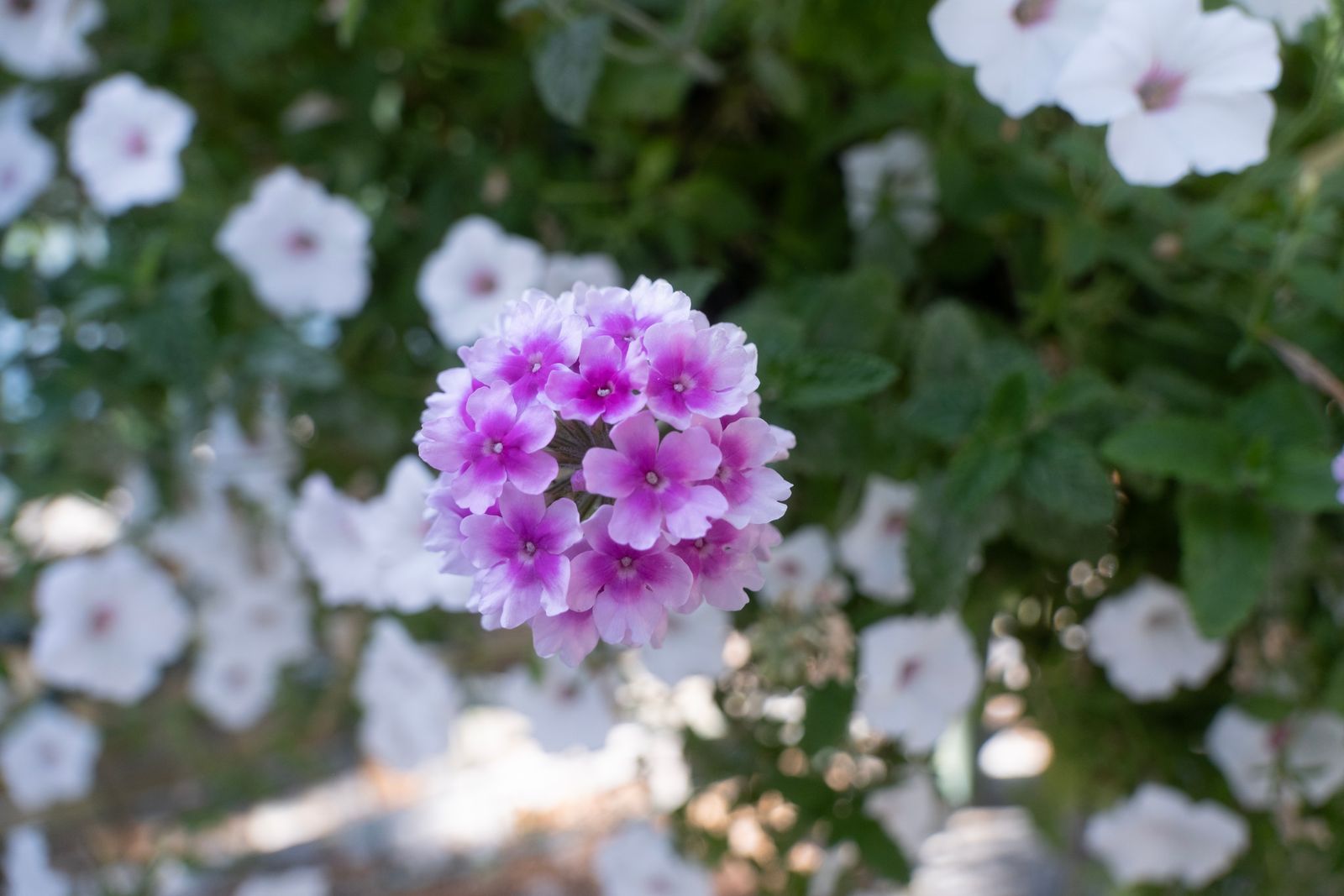 Violettes