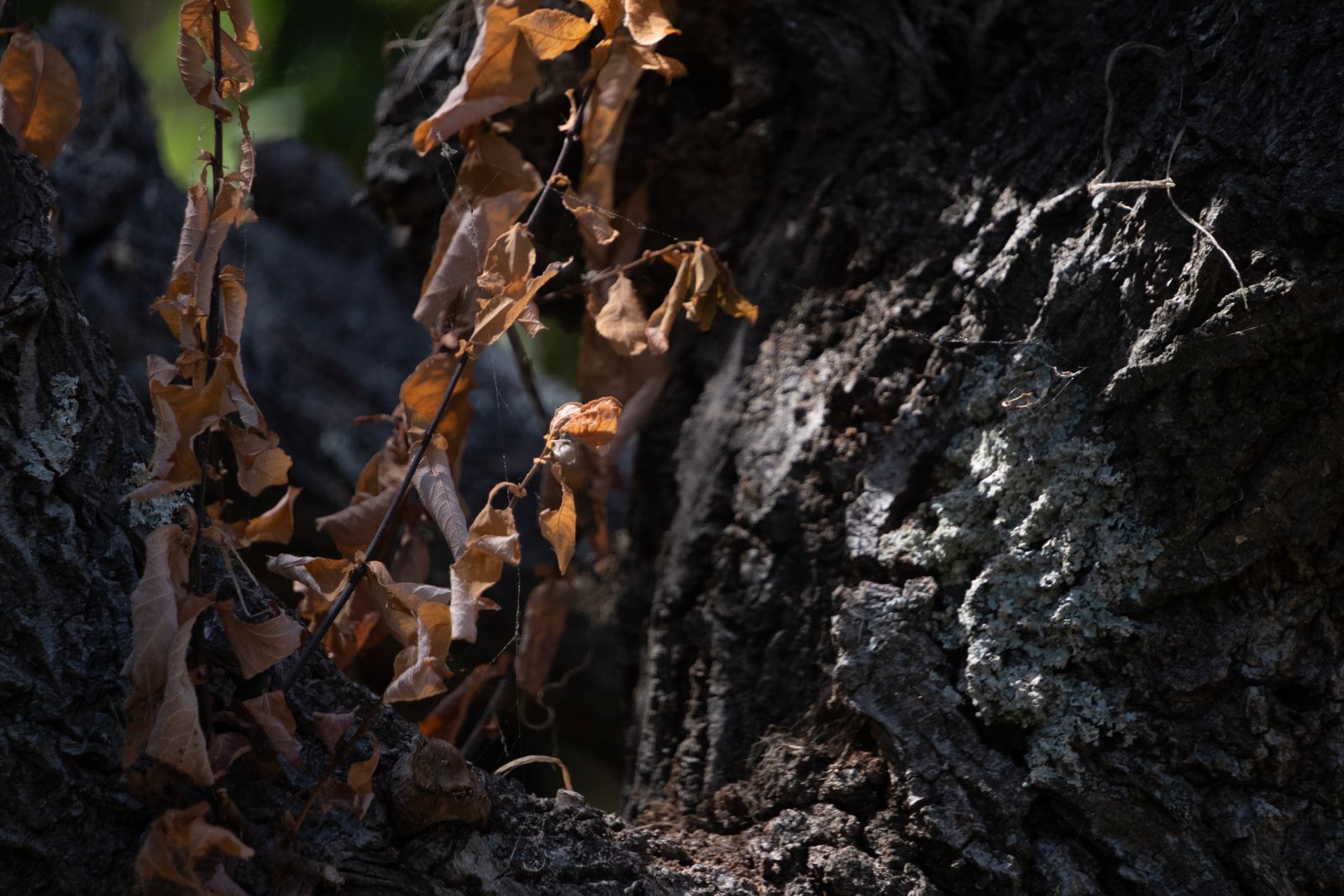 Bois et feuilles