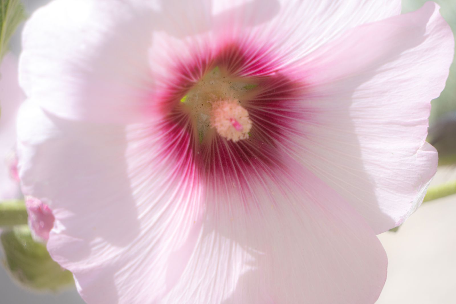 Coeur rose