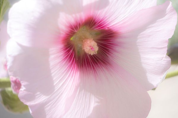 Coeur rose