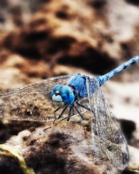 Close-up of a blue dragonfly perched on earthy terrain, showcasing detailed wings.