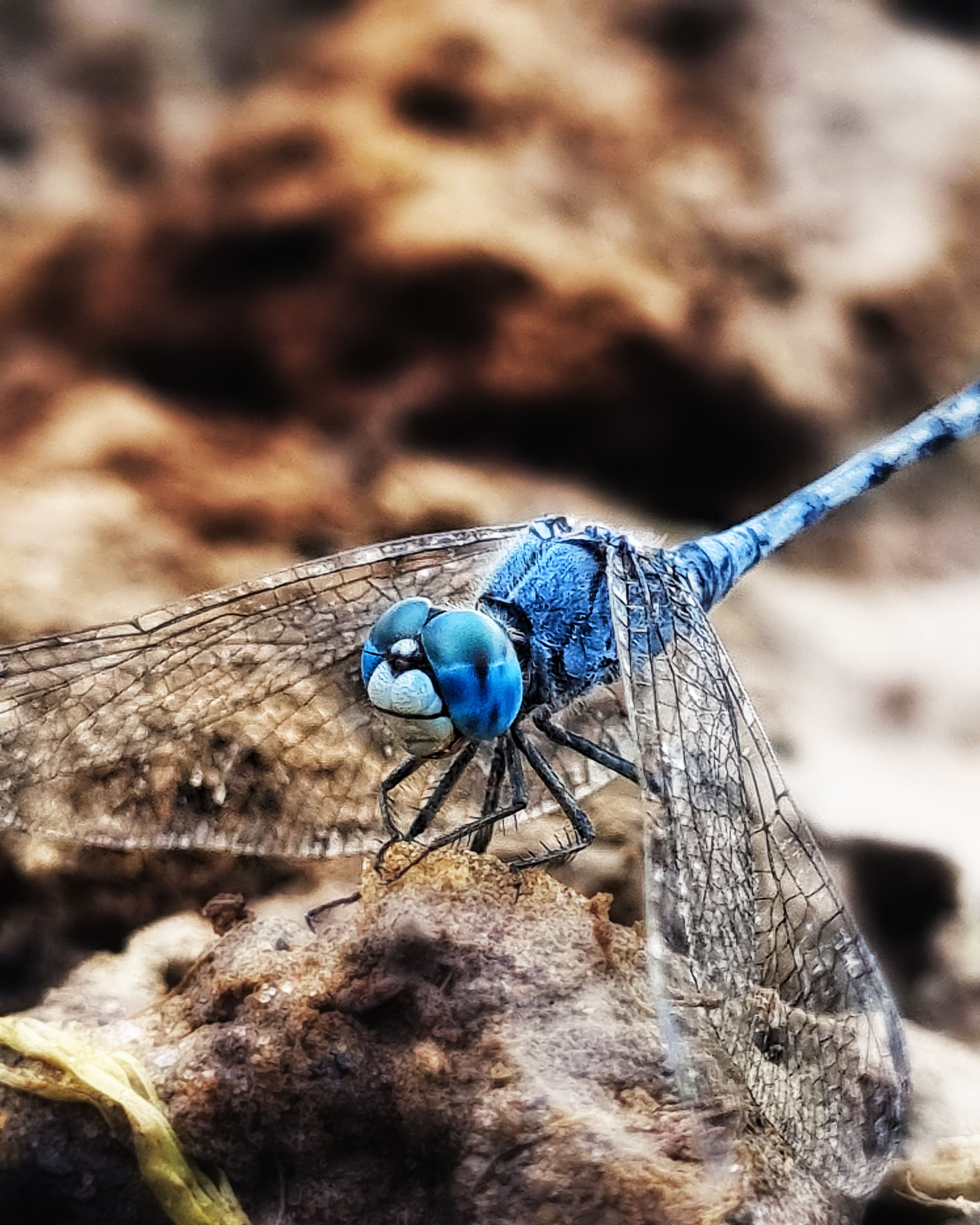 Blue Dragonfly Macro on Earthy Background · Free Stock Photo
