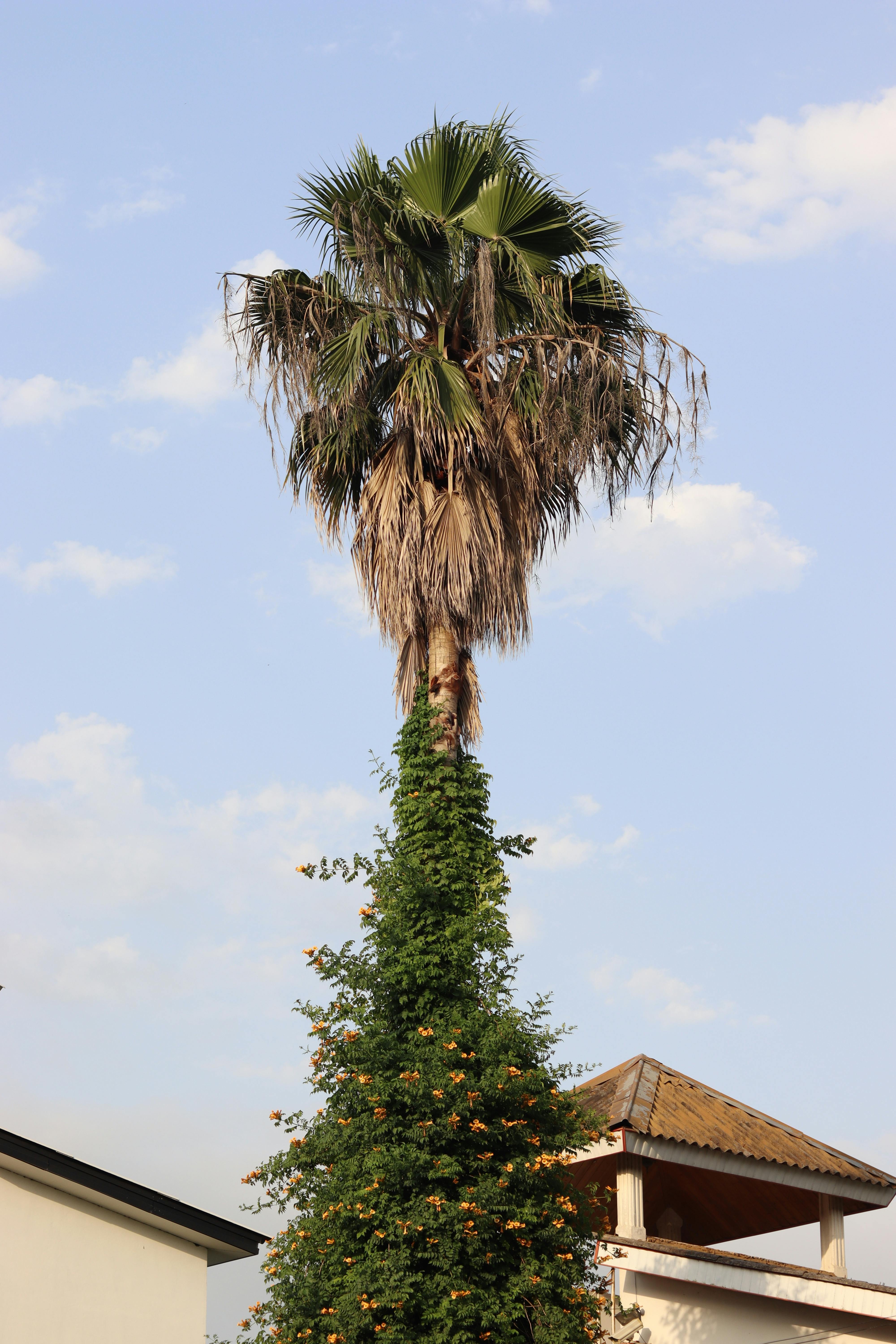 A tall palm tree overgrown with green vines, set against a blue sky in a suburban area.