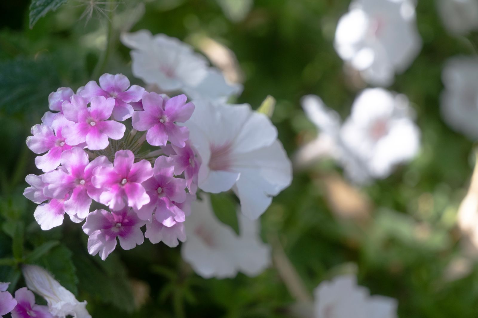 Violette 2