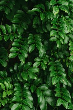 Lush, green leaves in natural light create a serene, earthy background.