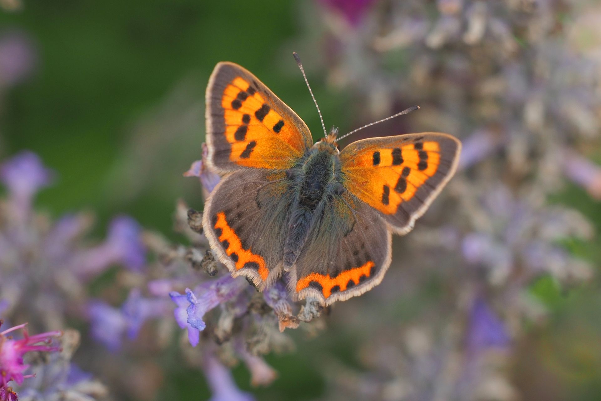 Close-up of a vivid Small Copper butterfly on lavender flowers in Burton Agnes, England.