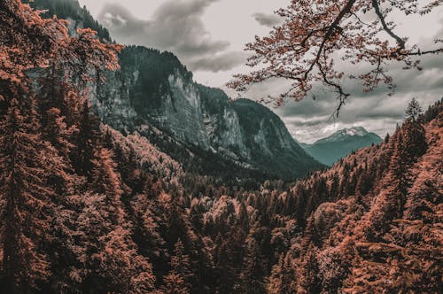 Krajobraz Zdjęcie Forest Across Mountains