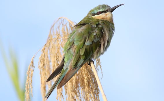 Close-up of a Blue-Cheeked Bee-Eater perched outdoors in Botswana's Chobe National Park.