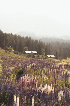 Capture of a serene field of lupine flowers with rustic cabins and forest in soft summer light.
