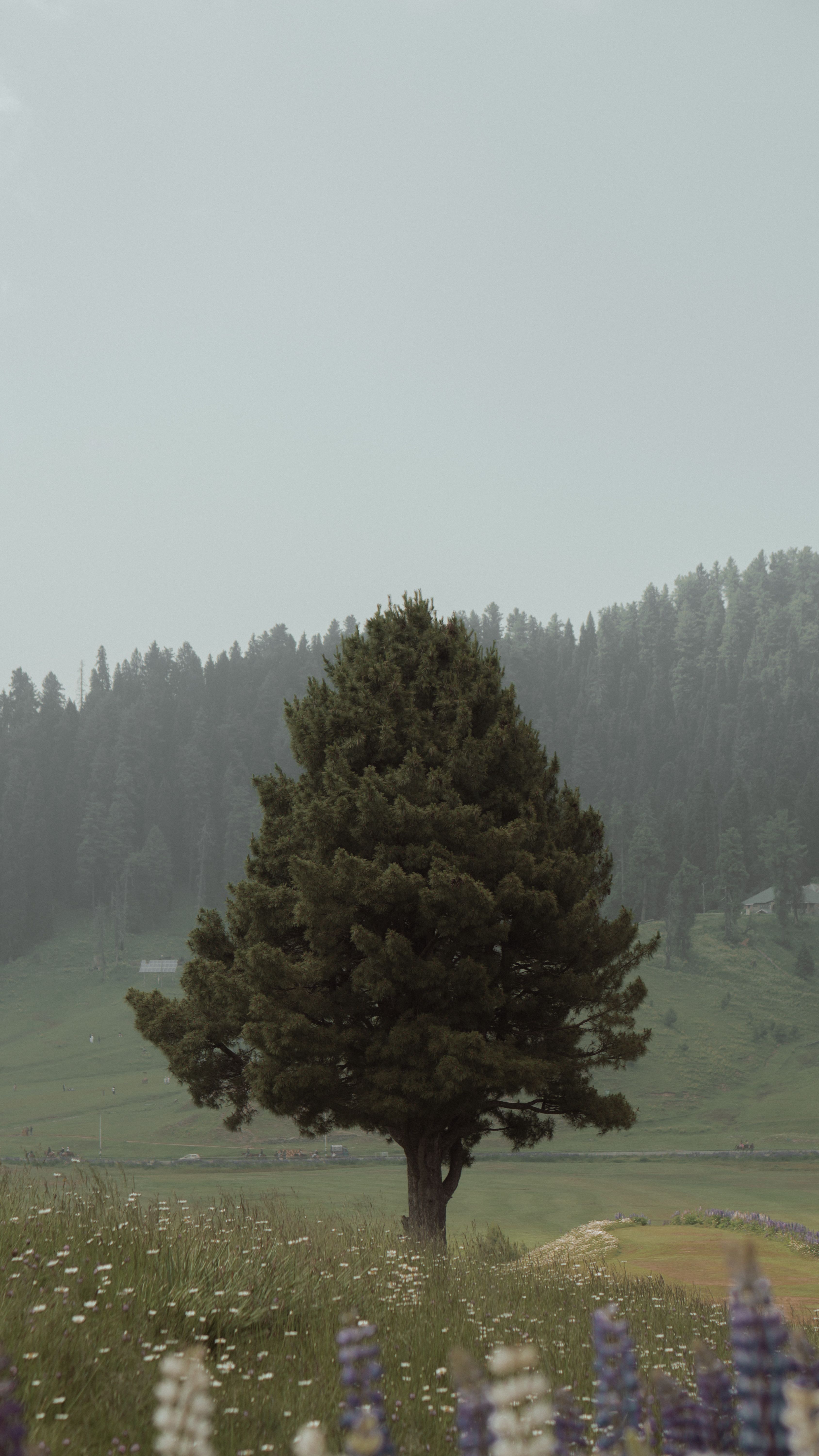 Fototapete Natur Wald Vergleich 2026