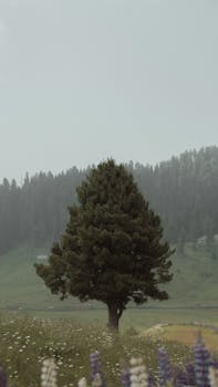 A solitary tree amid a misty valley, surrounded by tranquil nature and lush hills.