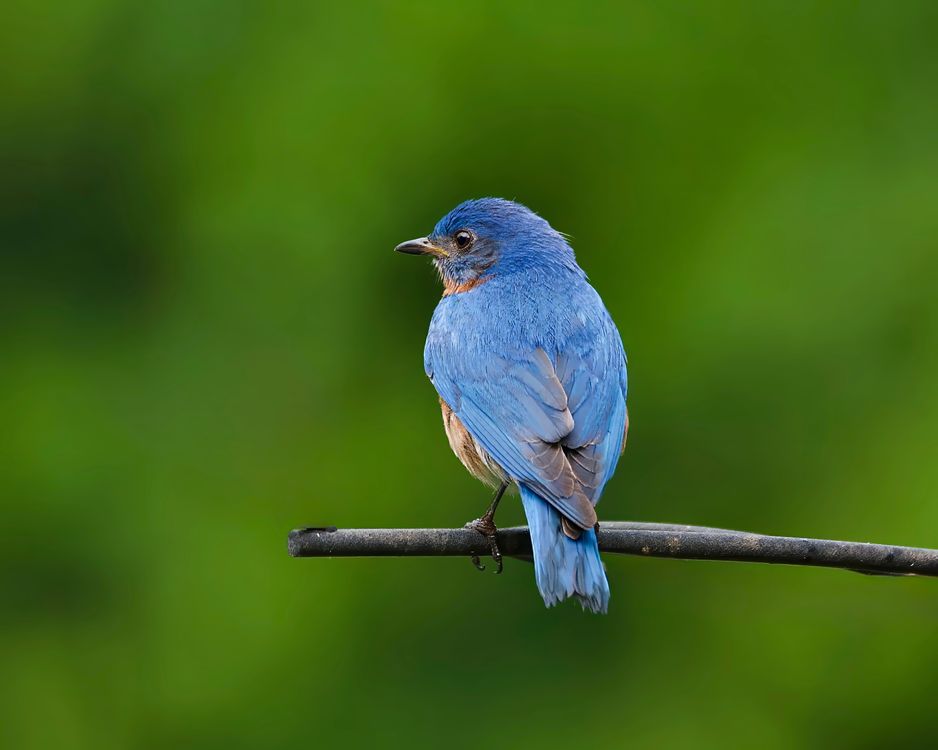 Eastern Bluebird Perched on a Branch · Free Stock Photo