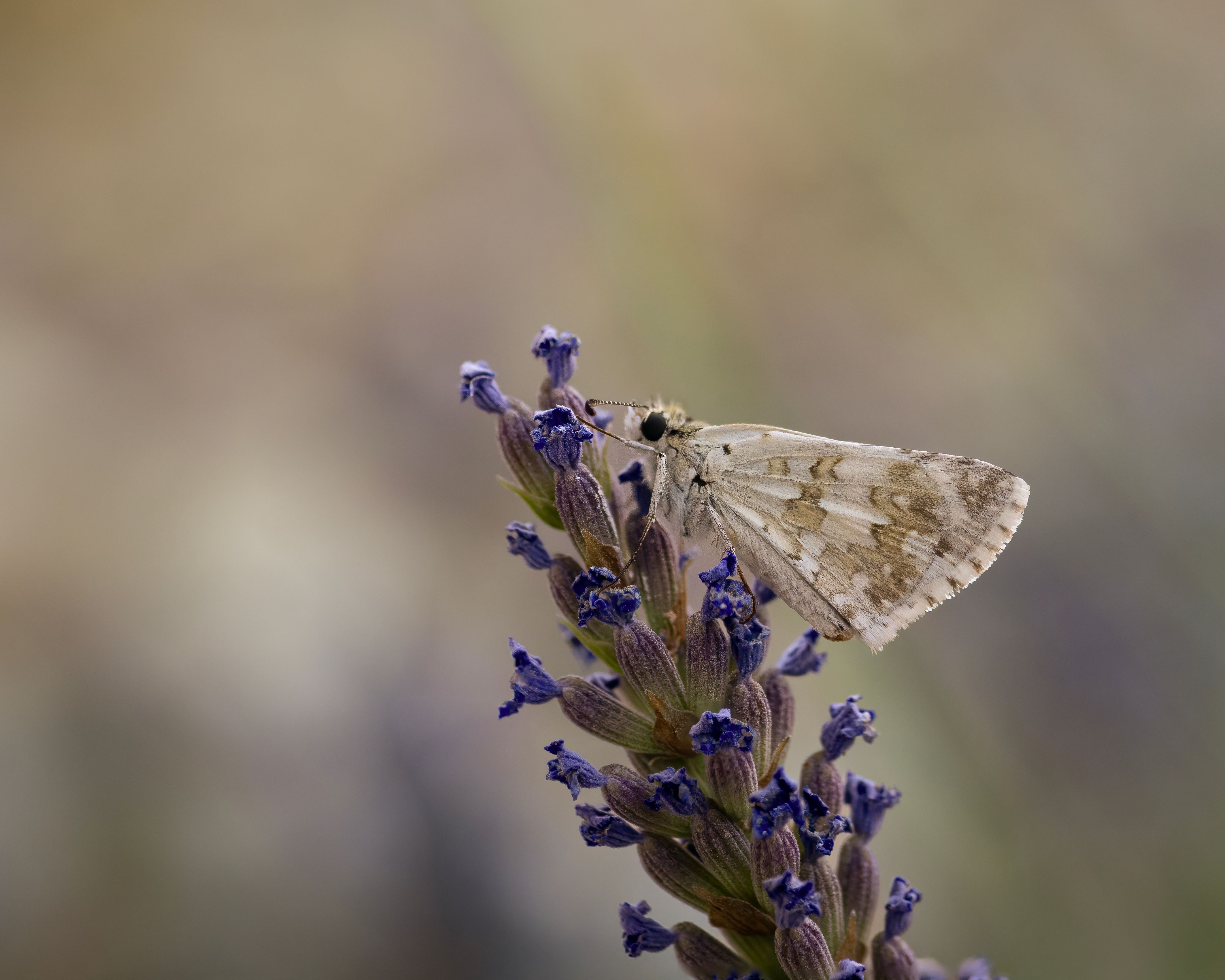 State Pollen Photos, Download The BEST Free State Pollen Stock Photos ...