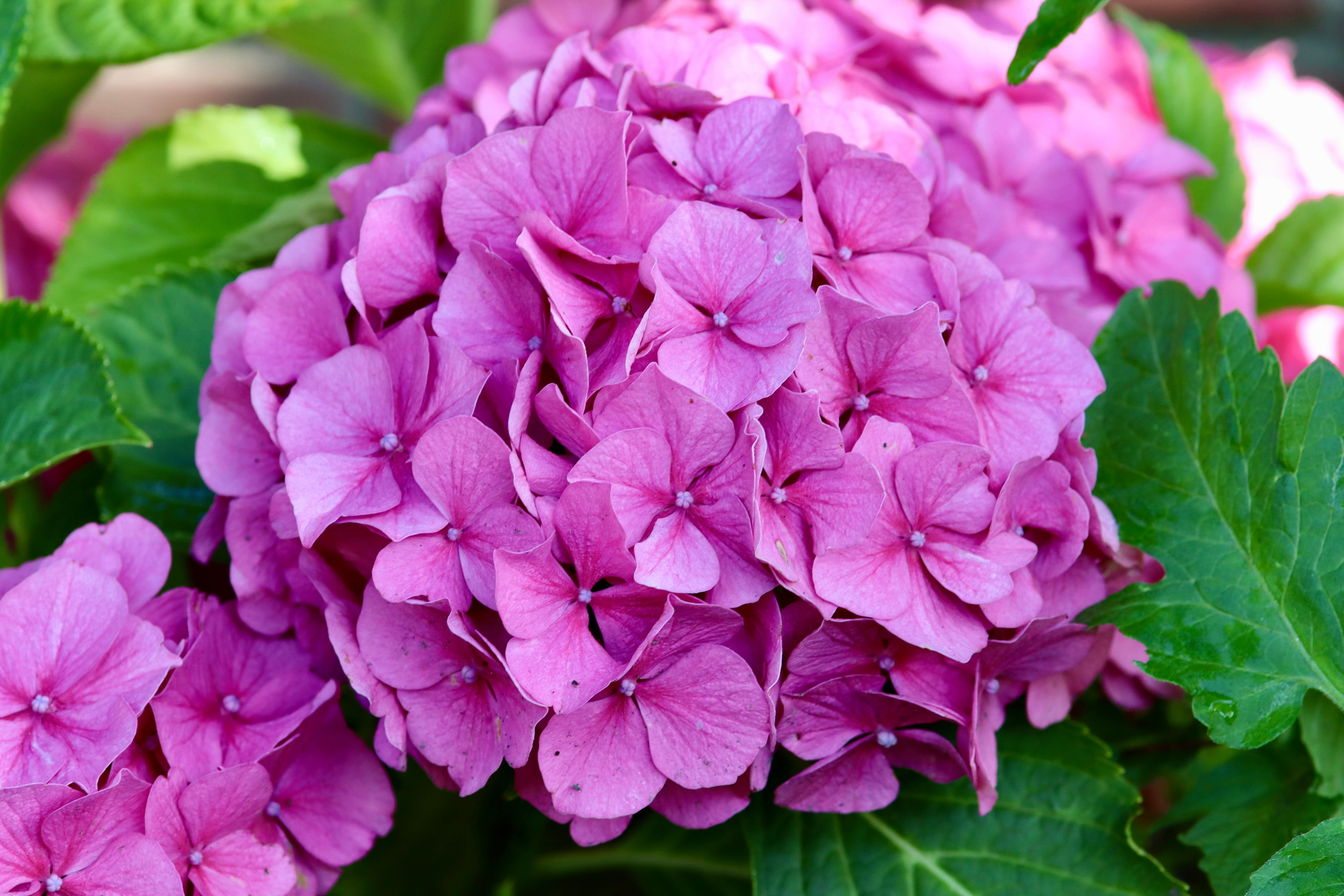 Seasonal garden planting and care