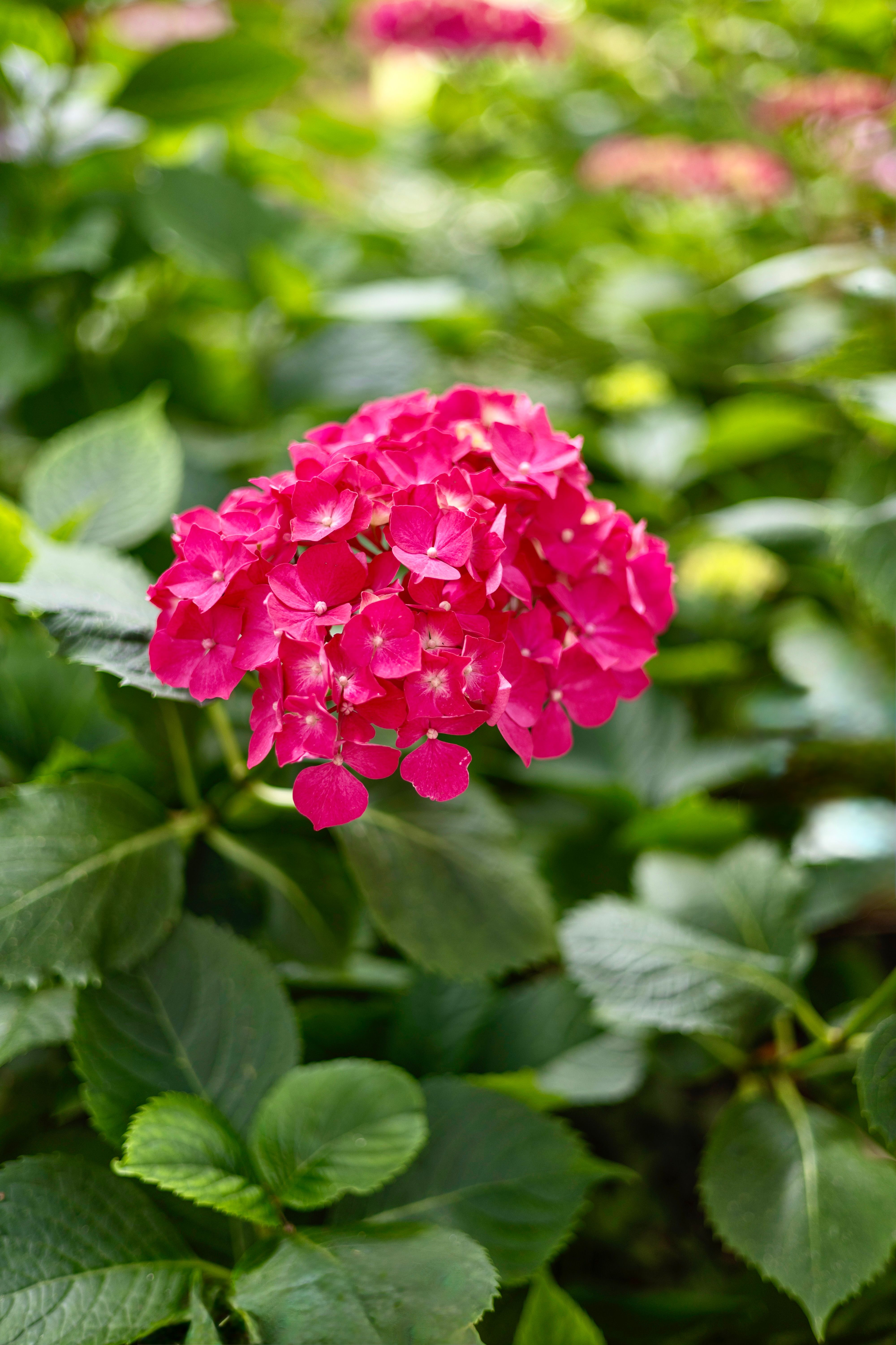 Vibrant Pink Hydrangea Blooms in Lush Garden · Free Stock Photo