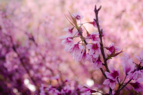 Free A beautiful close-up of pink cherry blossoms blooming in spring, symbolizing renewal. Stock Photo