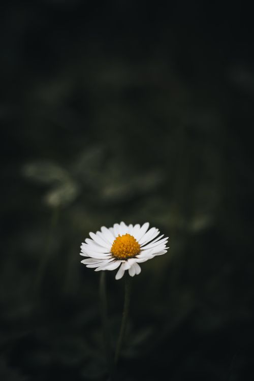 Free Portrait of a single daisy with soft focus and dark background, evoking tranquility. Stock Photo