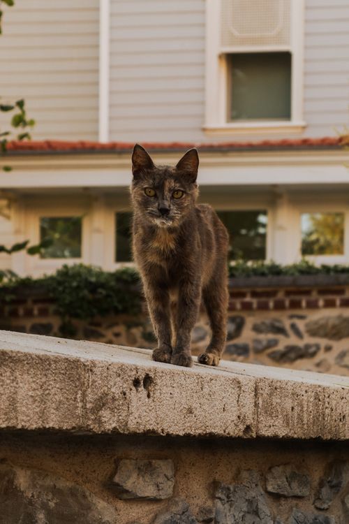 Free A gray cat confidently stands on a stone wall in front of a house. Stock Photo