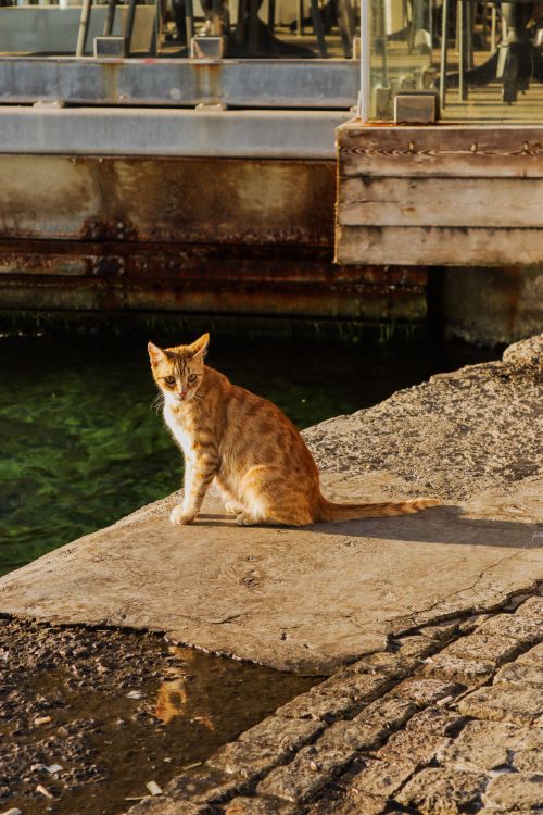 Free A ginger cat sitting by the waterside during sunset, reflecting a serene setting. Stock Photo